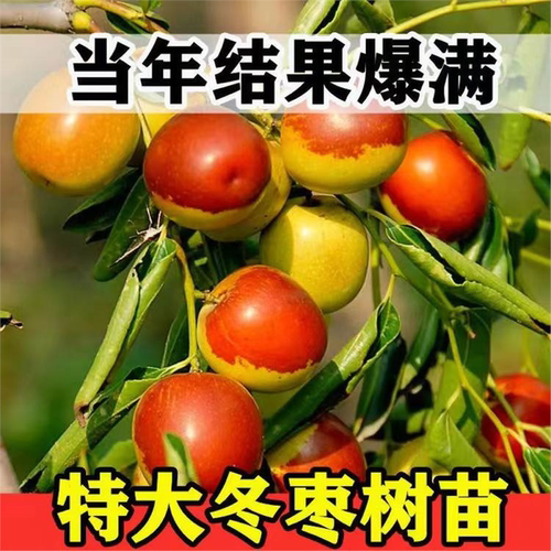 新疆和田大枣树苗特红活冬