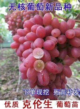 无籽红提克伦生葡萄苗爬藤树