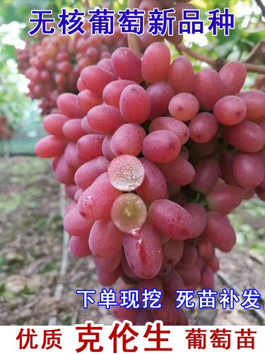 无籽红提克伦生葡萄苗爬藤树