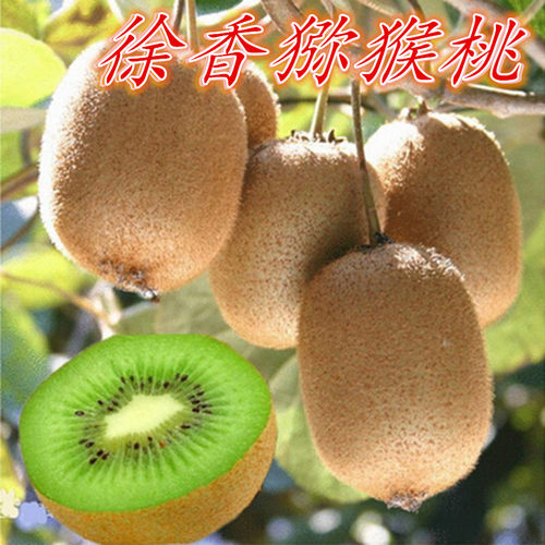 徐香猕猴桃树苗嫁接泰山一