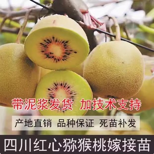 四川红心猕猴桃树果苗南方水果树苗大全种植盆栽地栽软枣弥猴桃苗