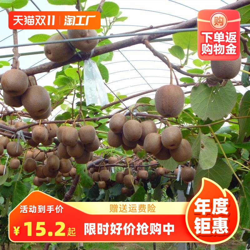 猕猴桃树果苗南北方种植奇异