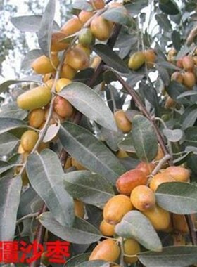 盆栽地栽果树苗 枣树苗正宗新疆嫁接沙枣枣树苗南北种植当年结果