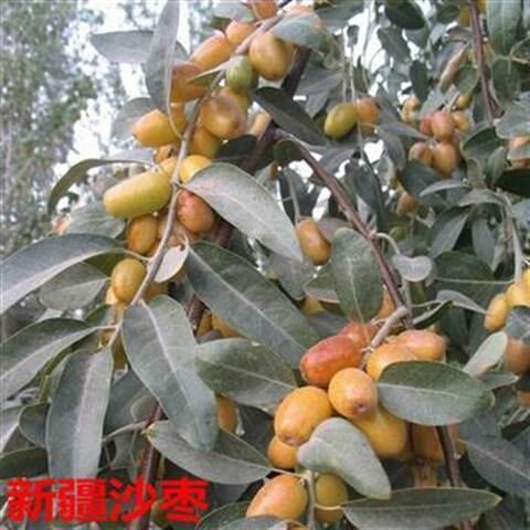 盆栽正宗新疆沙枣南北种植果树苗
