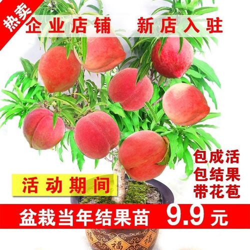 盆栽桃树矮化盆栽桃树苗水密桃寿桃树苗嫁接当年结果盆栽桃树树苗