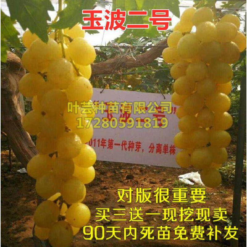 中晚熟葡萄  玉波二号葡萄树苗当年结果庭院爬藤果树盆地栽