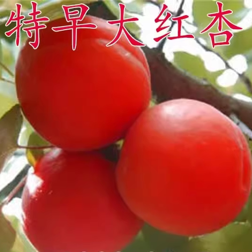 嫁接特早大红杏树苗 508红杏苗 早熟红杏子南方北方种植当年结果