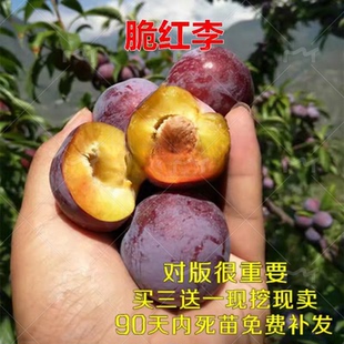 脆红李优选 李子树苗 脱骨脆甜清脆李嫁接李子苗南北方种植