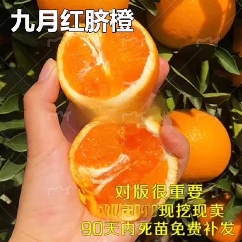 橙子树苗脐橙苗早熟盆栽地栽