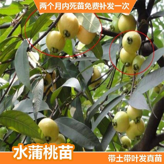 果树罗浮山蒲桃海南南北方盆栽