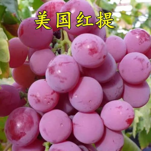 美国红提树苗无籽红提子苗葡萄苗 红提葡萄树苗 盆栽地栽当年结果