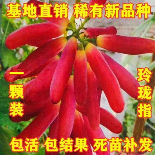 果树果苗玲珑指葡萄苗早熟大葡萄
