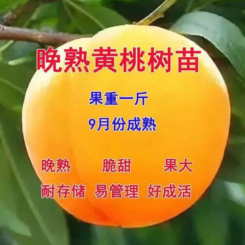 特大晚熟超甜黄桃树苗嫁接