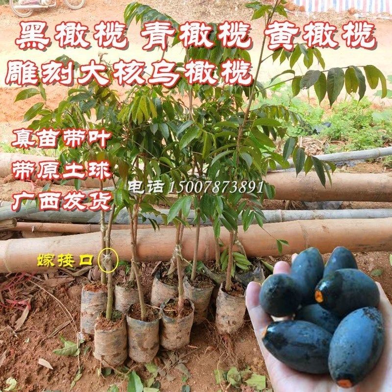 黑橄榄苗青皮嫁接果树 雕刻大核乌橄榄 黄榄炸油忠果盆栽当年结果