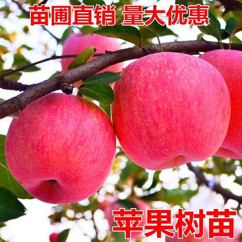 苹果树苗新款正宗明年结盆
