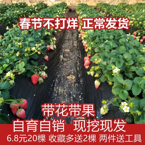 脱毒四季草莓苗奶油带花食用带果