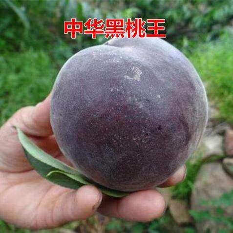 桃树 中华黑桃王桃树苗黑桃皇后树苗嫁接当年结果南北方种植