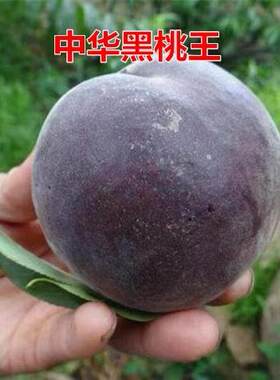 桃树中华黑桃王桃树苗黑桃皇后