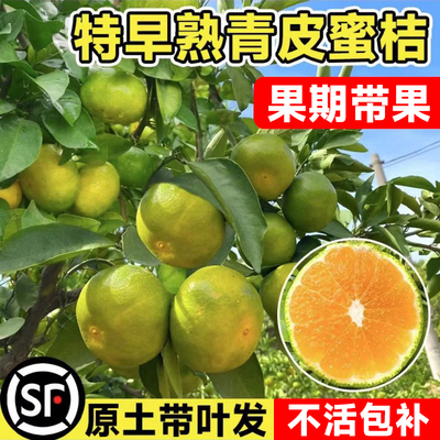 桔子树苗金秋砂糖橘青蜜盆
