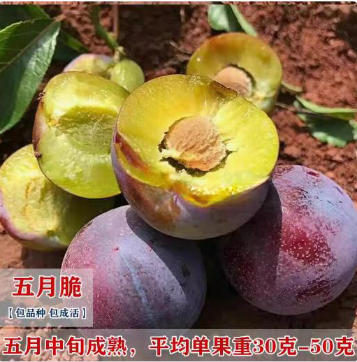 又名早熟嫁接脱骨脆李子树苗
