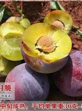 又名早熟嫁接脱骨脆李子树苗