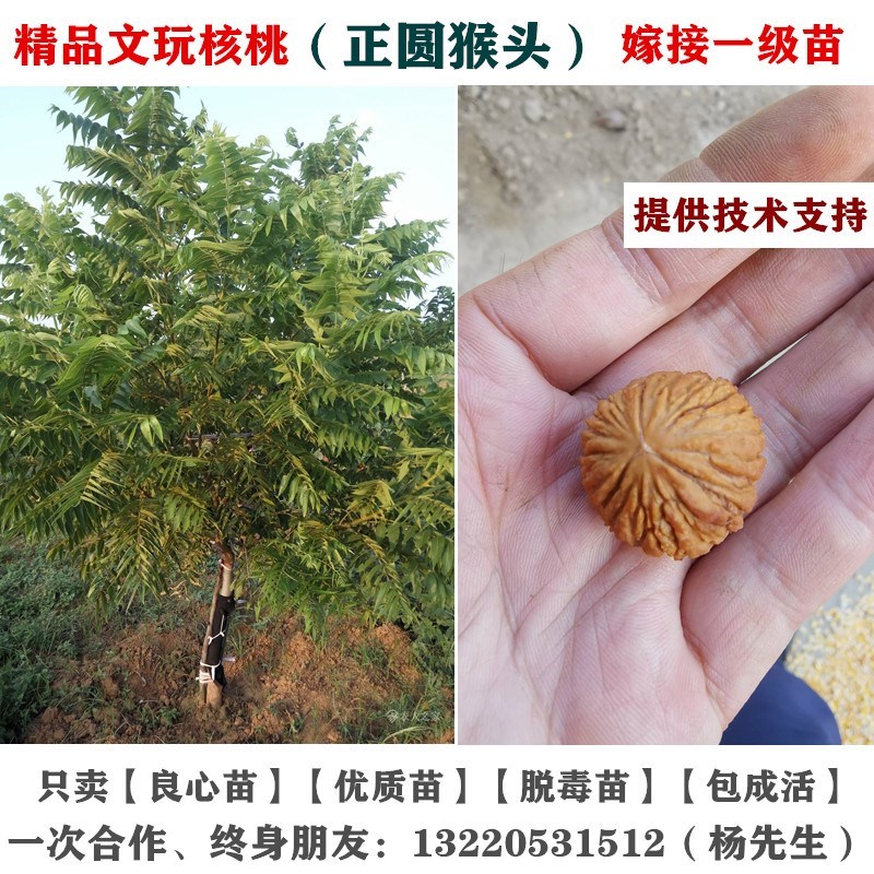 猴头核桃种植方法图片