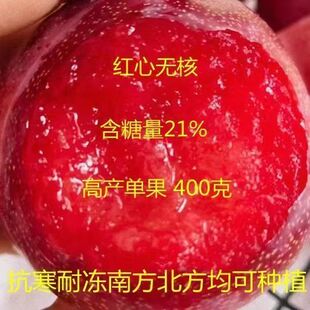 红心无核李子树苗 嫁接新品种红心李子苗特大李子树苗南方北方