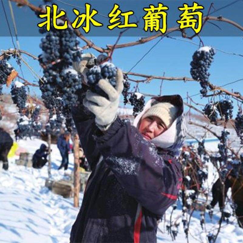 冬葡萄树苗 北冰红葡萄苗 双红耐寒葡萄果树苗 冬天不用埋 不下架