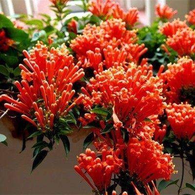 爬藤植物围墙大苗攀援花卉