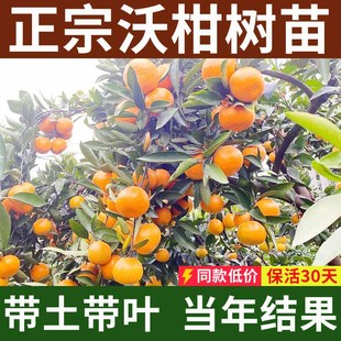 广西武鸣沃柑树苗无核091果树苗当年结果纯正无籽柑橘子果苗盆栽