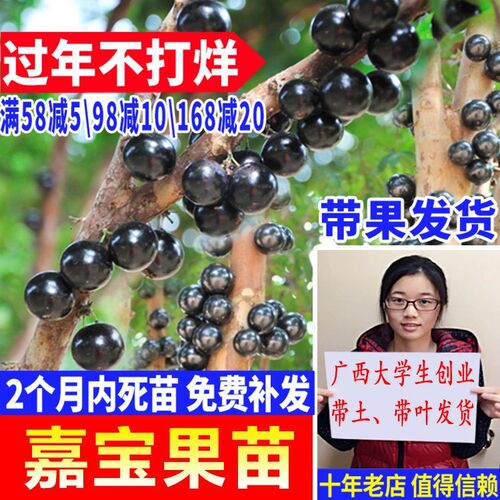 嘉宝果树苗台湾树葡萄苗艾斯卡福冈沙巴四季