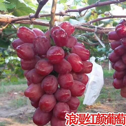 葡萄苗浪漫红颜搭配阳光玫瑰品种