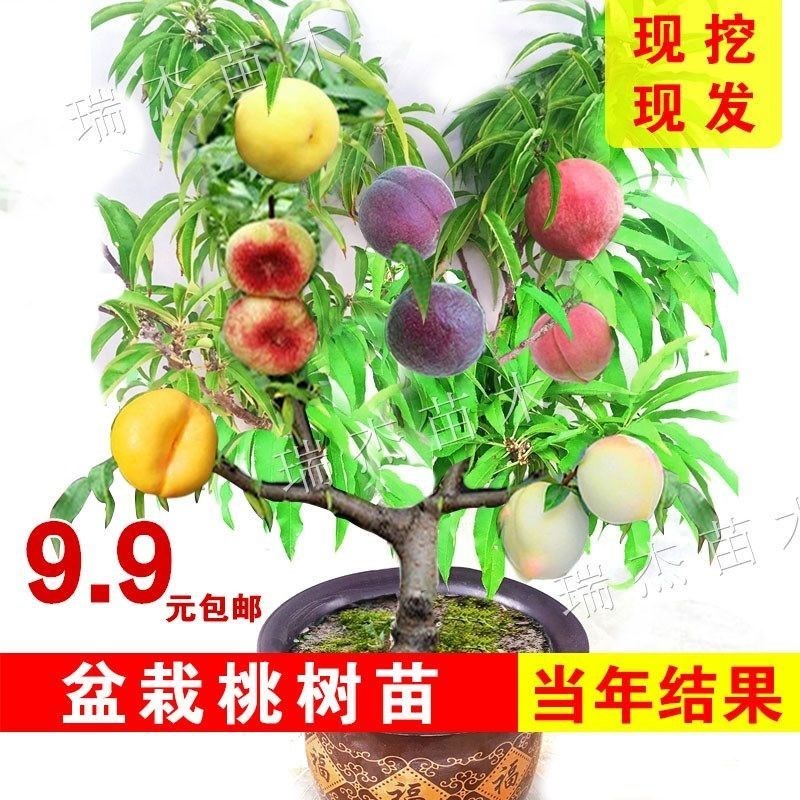 盆栽桃树矮化桃树苗多品种中华