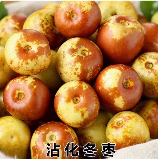 正宗 沾化冬枣苗 嫁接枣树苗 沾化冬枣树苗 二代冬枣当年结果