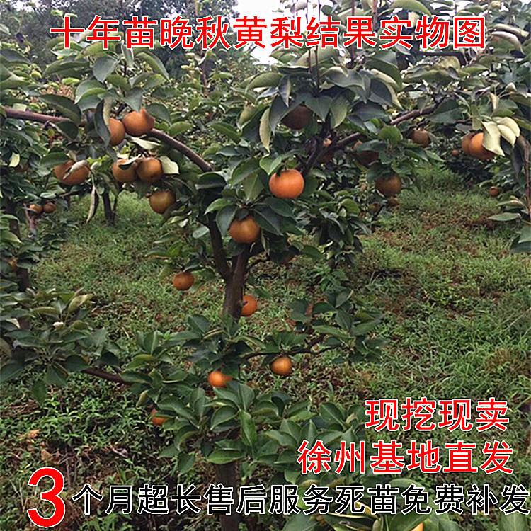 梨树树苗果树苗果苗盆栽地栽四季