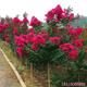 紫薇树苗盆栽带花美国红火箭红火球百日红大红色庭院种植四季 好养