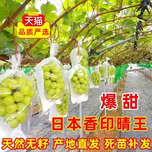 新品种玫瑰香印晴王葡萄苗 阳光日本无核葡萄树苗 青提无籽葡萄苗