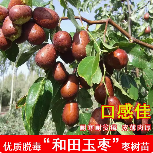 新疆和田玉枣树苗大红枣特大南方北方种植果树苗嫁接沾化冬枣树苗