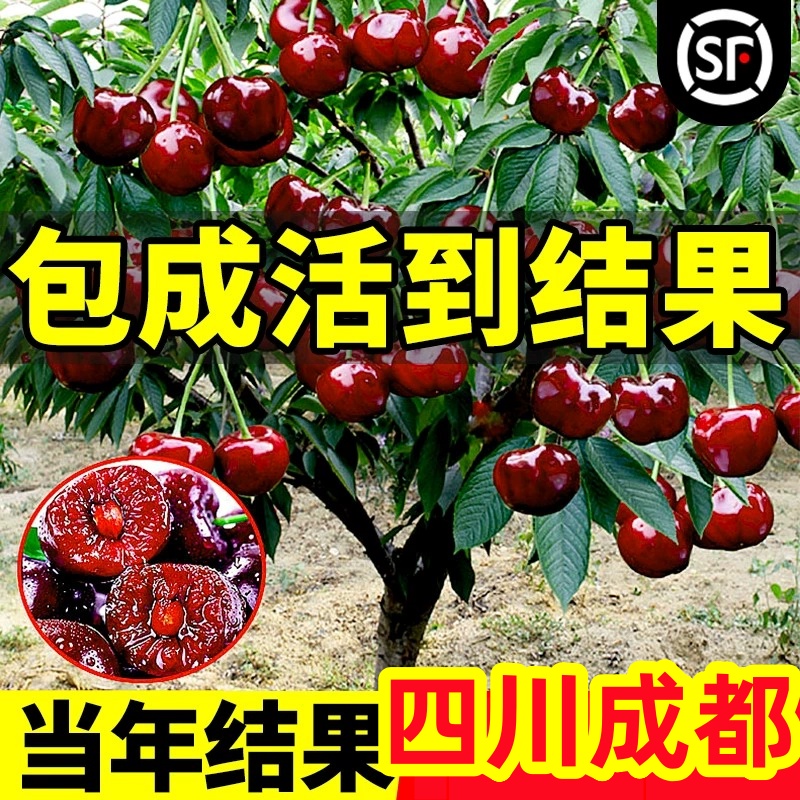 四川汉源车厘子树苗嫁接樱