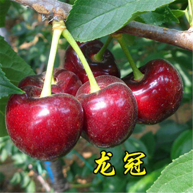 龙冠大樱桃树苗美国车厘子苗果树苗南北方盆栽地栽种植樱桃苗