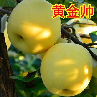 特大黄金帅苹果树苗嫁接果树苗超甜南北方种植盆栽地栽当年结果