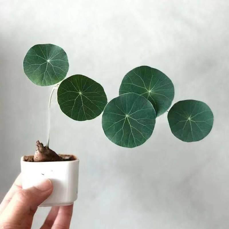 一叶龟素可泰不爬红藤山