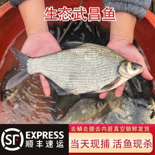 【顺丰冷藏】湖北特产武昌鱼原生态大鳊鱼淡水鱼新鲜活鱼现杀鳊鱼