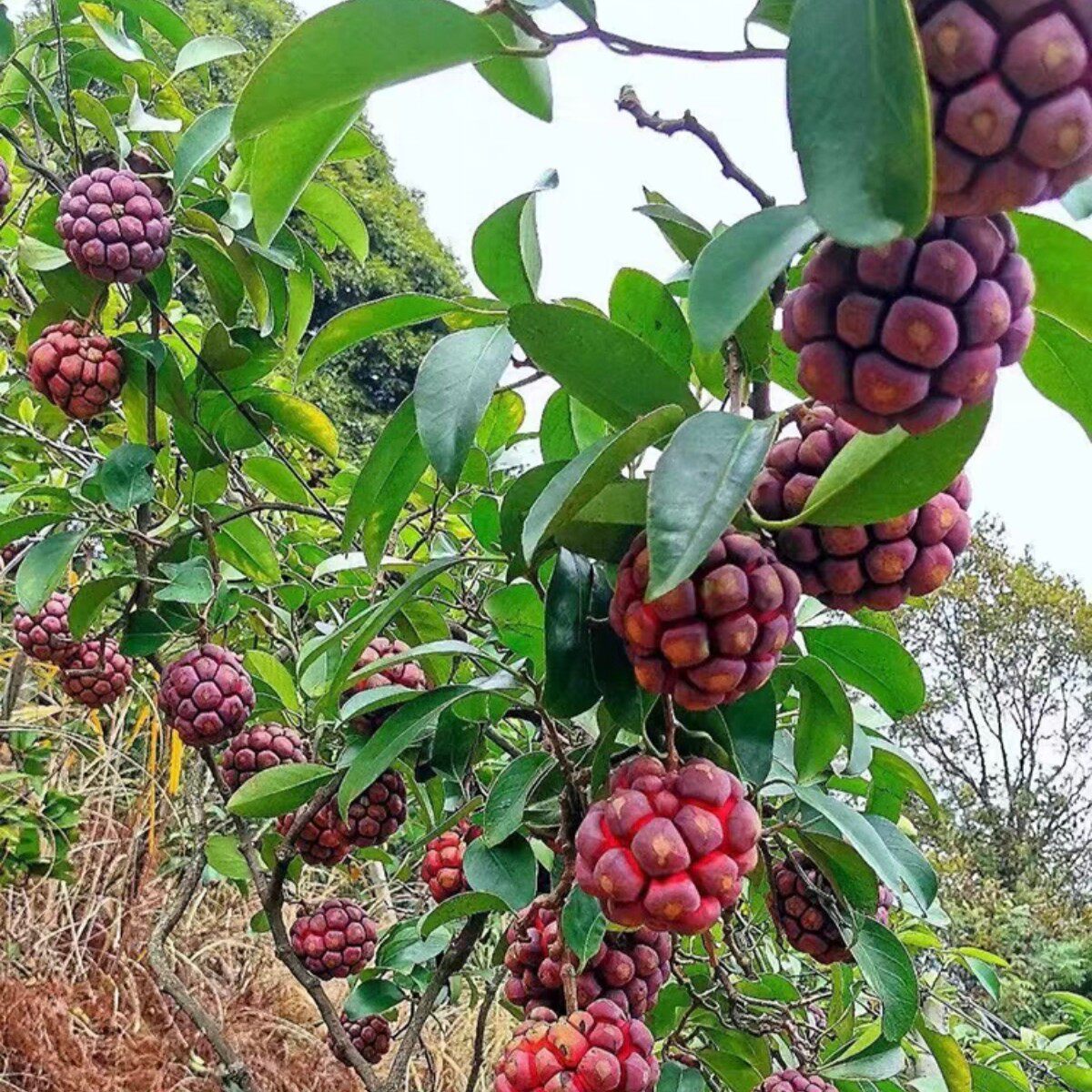 黑老虎苗果苗树苗布福娜果苗爬藤