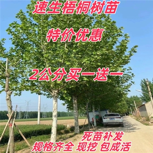 法国梧桐树苗 速生法桐苗 南北方庭院校园公园遮阳行道工程绿化木