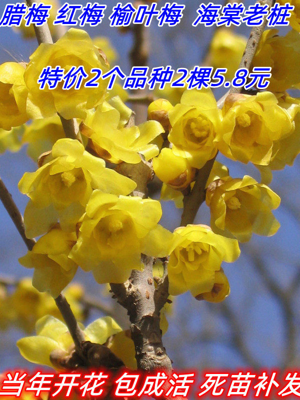 腊梅盆栽老桩红梅腊梅盆景树苗花卉耐寒植物室内阳台庭院四季开花