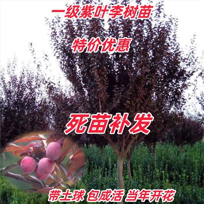 速生紫叶李树苗 红叶李苗 李子苗庭院公园观赏花卉当年开花结果苗