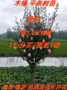 木槿花树苗小木槿棒棒糖花苗庭院绿化地栽风景树可食用木槿树苗