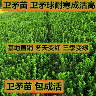 绿化苗木卫矛球 卫矛苗 大叶黄杨苗庭院绿篱彩色耐寒四季常青植物