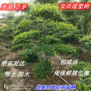 小叶女贞造型树树苗亮晶女贞造型树独杆球耐寒老庄庭院篱笆墙种植